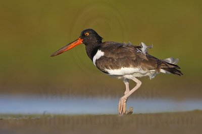 _MG_9044 American Oystercatcher.jpg