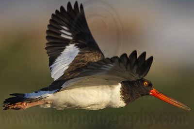 _MG_9375 American Oystercatcher.jpg