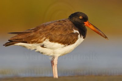 _MG_9543 American Oystercatcher.jpg