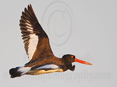 _MG_9570 American Oystercatcher.jpg