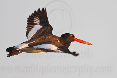 _MG_9574 American Oystercatcher.jpg