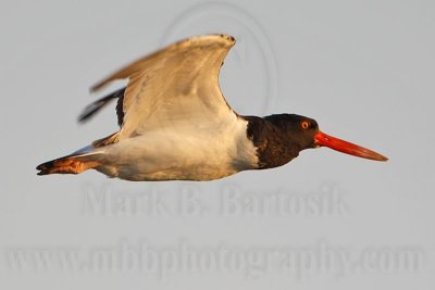 _MG_9578 American Oystercatcher.jpg