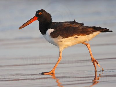 _MG_9661 American Oystercatcher.jpg