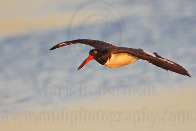 _MG_1633 American Oystercatcher.jpg