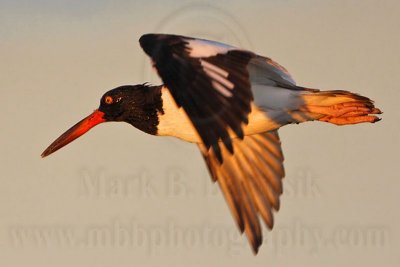 _MG_1644 American Oystercatcher.jpg