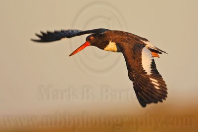 _MG_1712 American Oystercatcher.jpg