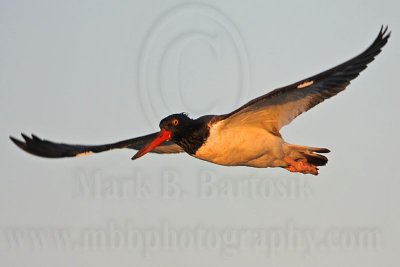 _MG_1721 American Oystercatcher.jpg