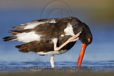 American Oystercatcher - UTC October 20, 2007