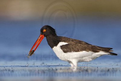 _MG_2555 American Oystercatcher.jpg