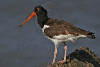 _MG_0581 American Oystercatcher.jpg