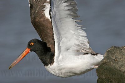 _MG_0620 American Oystercatcher.jpg