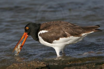 _MG_0634 American Oystercatcher.jpg