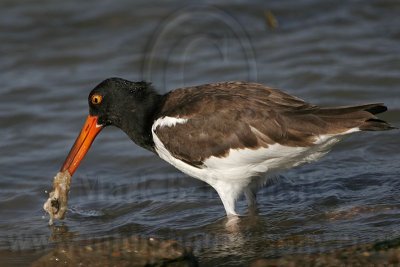 _MG_0643 American Oystercatcher.jpg