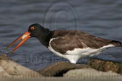 _MG_0692 American Oystercatcher.jpg