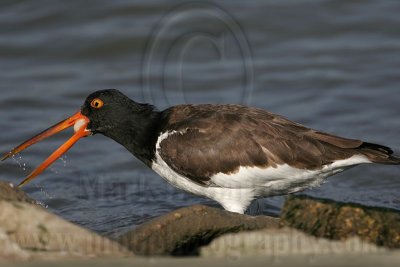 _MG_0693 American Oystercatcher.jpg