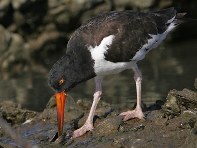 _MG_0847 American Oystercatcher.jpg