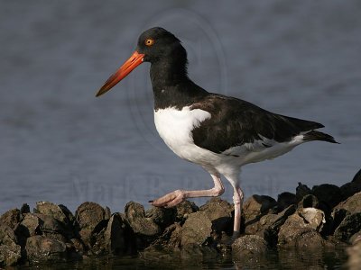 _MG_0984 American Oystercatcher.jpg