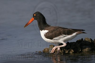 _MG_0986 American Oystercatcher.jpg