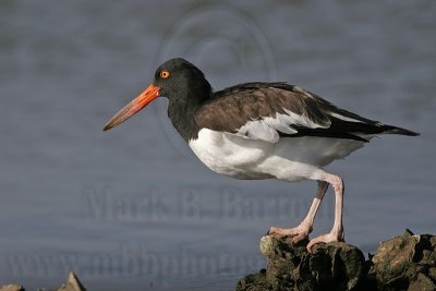 _MG_1046 American Oystercatcher.jpg