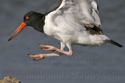 _MG_1047 American Oystercatcher.jpg