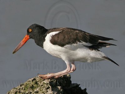 _MG_1057 American Oystercatcher.jpg