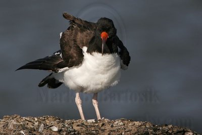 _MG_1280 American Oystercatcher.jpg