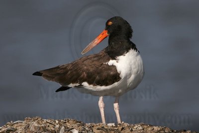 _MG_1333 American Oystercatcher.jpg