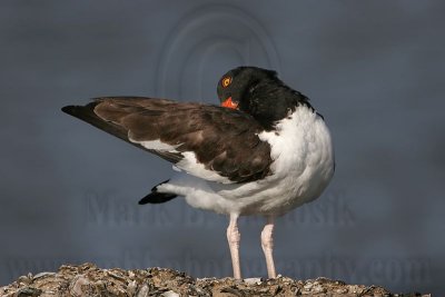 _MG_1334 American Oystercatcher.jpg