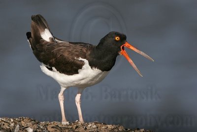_MG_1390 American Oystercatcher.jpg