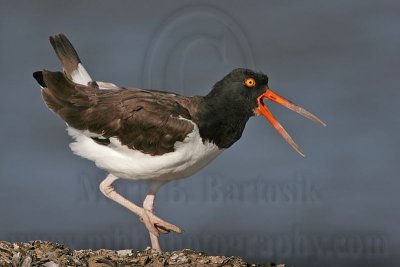 _MG_1391 American Oystercatcher.jpg