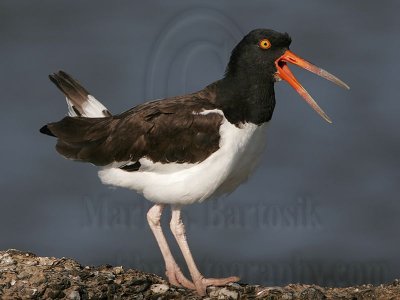 _MG_1399 American Oystercatcher.jpg