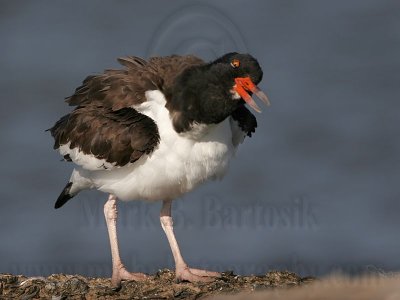 _MG_1412 American Oystercatcher.jpg