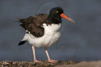 _MG_1413 American Oystercatcher.jpg