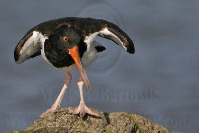 _MG_1572 American Oystercatcher.jpg