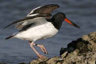 _MG_1632 American Oystercatcher.jpg