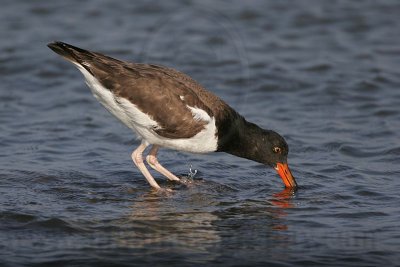 _MG_1669 American Oystercatcher.jpg