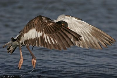 _MG_1681 American Oystercatcher.jpg