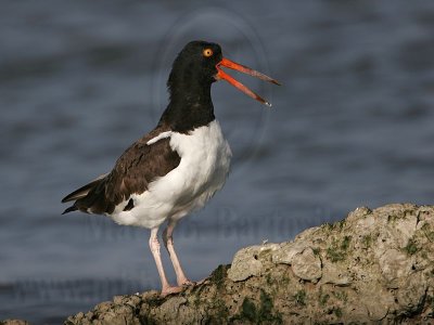 _MG_1727 American Oystercatcher.jpg