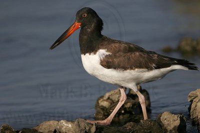 _MG_1812 American Oystercatcher.jpg