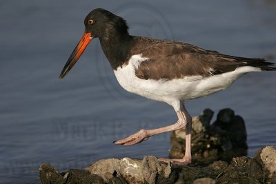 _MG_1813 American Oystercatcher.jpg