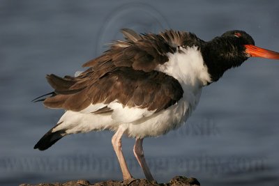 _MG_2329 American Oystercatcher.jpg