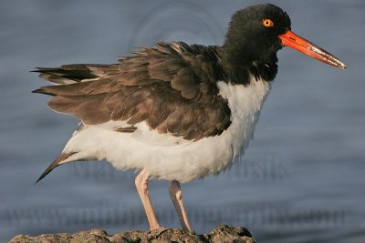 _MG_2330 American Oystercatcher.jpg