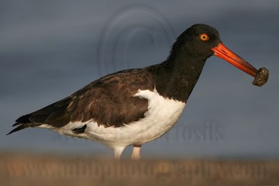 _MG_2391 American Oystercatcher.jpg
