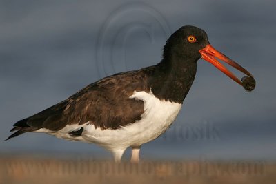 _MG_2394 American Oystercatcher.jpg