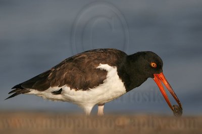 _MG_2395 American Oystercatcher.jpg