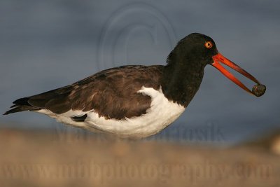 _MG_2402 American Oystercatcher.jpg
