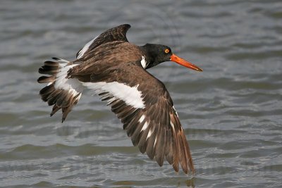 _MG_2906 American Oystercatcher.jpg