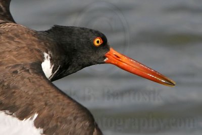 _MG_2906crop American Oystercatcher.jpg
