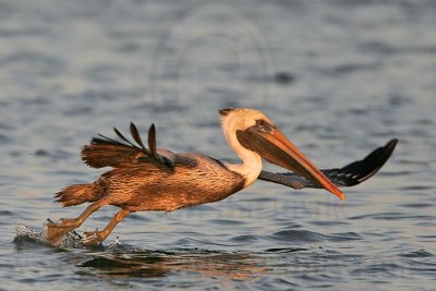 _MG_3051 Brown Pelican.jpg