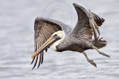 Brown Pelican - UTC November 21, 2007